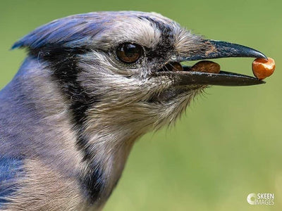 Bird Photography with Brent Skeen and His Platypod!