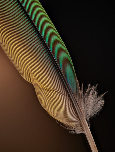 Focus Stacked Feather Capture with Joey Terrill