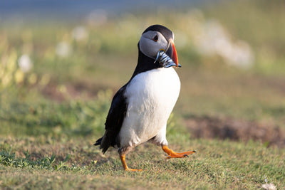 A Passion for Puffins: Cathy Weatherston Gets Low with Platypod