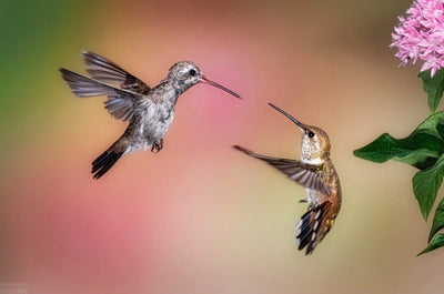 Hummingbird Photo Tips Plus A Detailed Gear List
