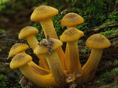 Platypodster of the Month Winner!