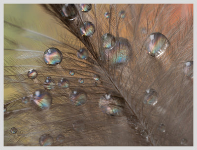 Macro Wet Feathers