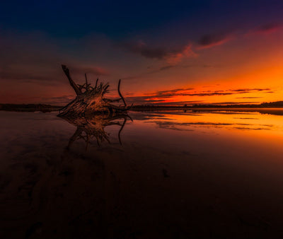 November Platypodster of the Month