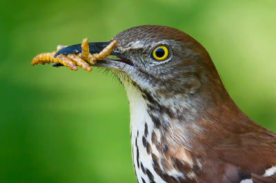 Dinner Time with a Hungry Brown Thrasher
