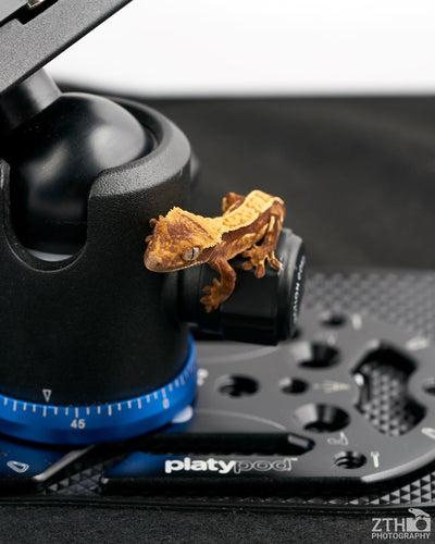 Reptile Photographer Zac Herr Uses Platypod Ultra For the First Time. Here's the (Adorable, Slithery) Results!