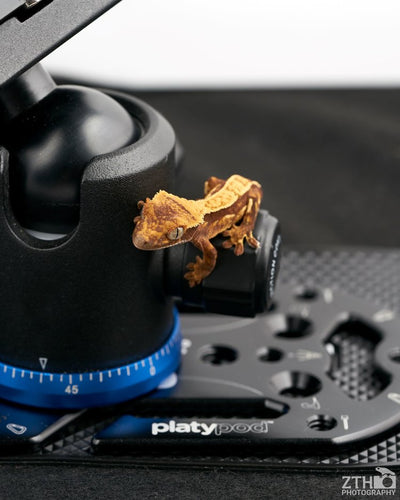 Reptile Photographer Zac Herr Uses Platypod Ultra For the First Time. Here's the (Adorable, Slithery) Results!
