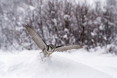Low Angle Northern Hawk Owl with Māris Olivers