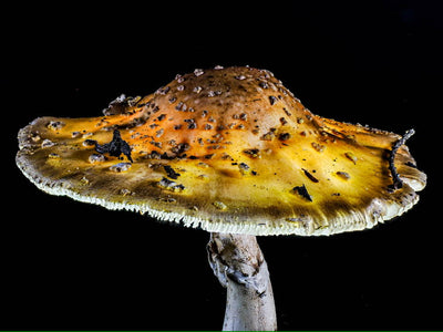 Fungus Macro for the senses with David Hearne