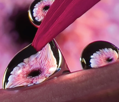 Water Droplet Refraction Photography with Don Komarechka