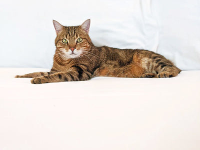 A Bengal Bobcat with Eryka Bagwell