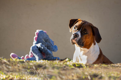 Pet Photography with Monica Royal and Her Platypod