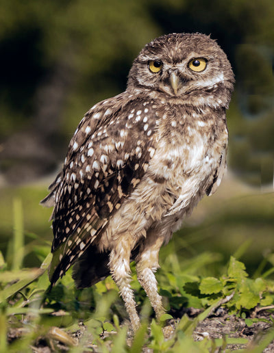 The Burrowing Owls nest