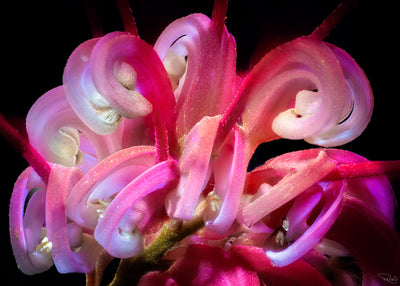 Macro Flower captures in UV with Rain Hayes