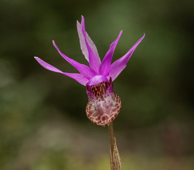 A Calypso Orchid with Susan and Neil Silverman