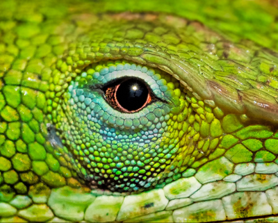 Dave Stock Captures the Changing Moods of His Scaly Friend