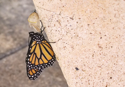 Embarking on a Monarch Chrysalis Journey