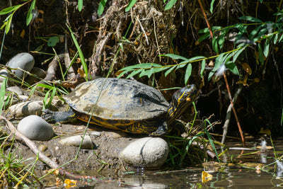 Liam Tain and SplashSplash the turtle