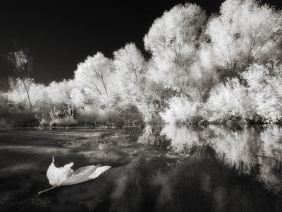 Infrared Photography in Oak Creek Sedona Arizona