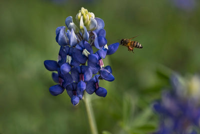 Platyball is a Great Tool for Shooting Wildflowers with Angie Birmingham