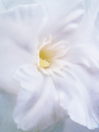 Outdoor Macro featuring the Oleander Bloom