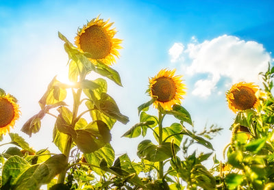 How To Improve Your Photography Even If You're Not Wealthy